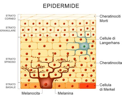 rappresentazione grafica dell'anatomia della pelle e dei melanociti