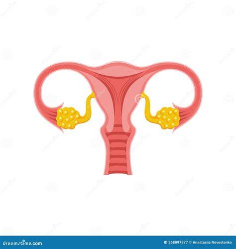 rappresentazione schematica dell'apparato riproduttivo femminile con ovaie e tube