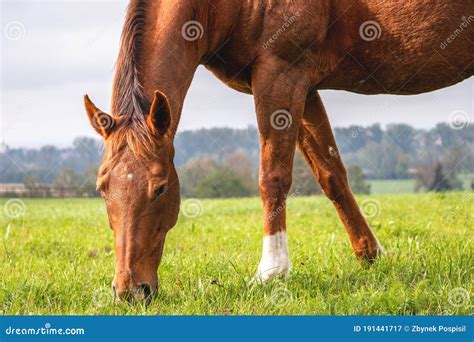 Cavalla in un pascolo