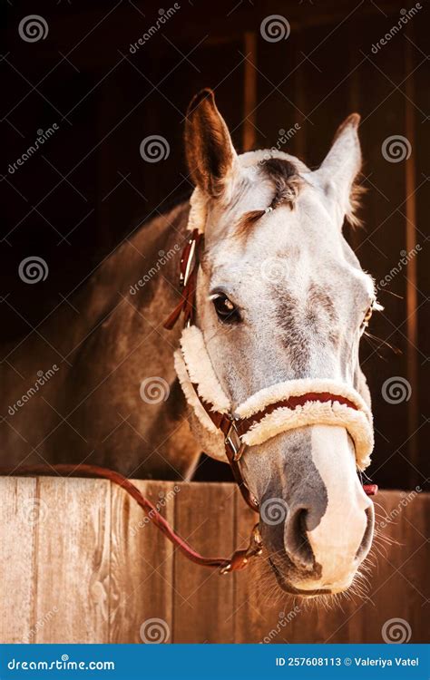 Ritratto di un cavallo in un ambiente di scuderia sereno e controllato