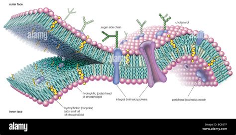 rappresentazione microscopica dell'azione antisettica della clorexidina sulla membrana cellulare