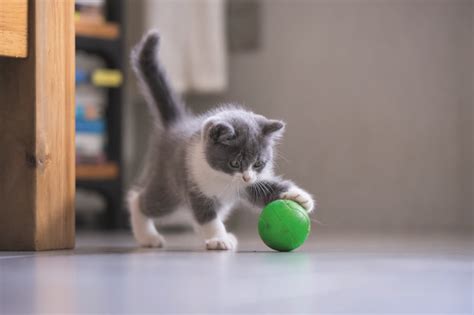 Gatto che gioca con una pallina