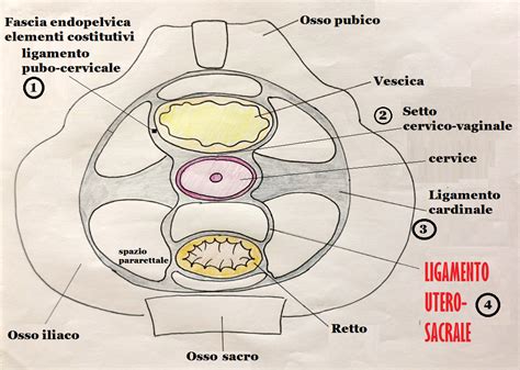 Schema dei legamenti uterini in gravidanza
