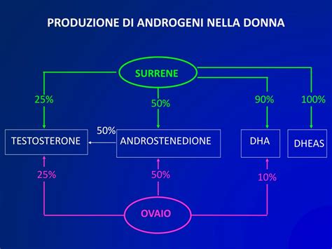 rappresentazione anatomica delle zone corporee sensibili agli androgeni nella donna