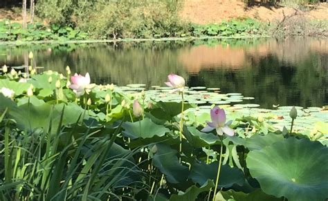 fiori di loto in un laghetto naturale