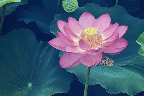 il fiore di loto come simbolo in un tempio asiatico
