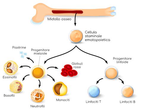rappresentazione del midollo osseo e delle linee cellulari ematopoietiche