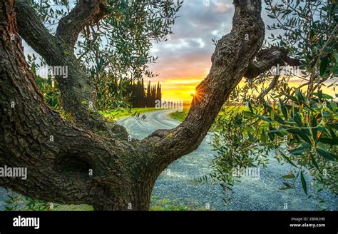 Campo di ulivi al tramonto