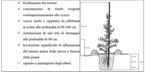 Distanza di impianto in un oliveto