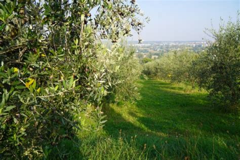 Oliveto con inerbimento controllato