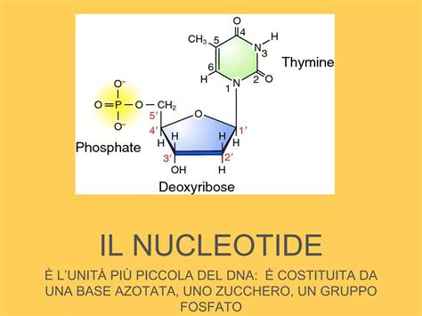 Diagramma della struttura di una molecola di polisaccaride