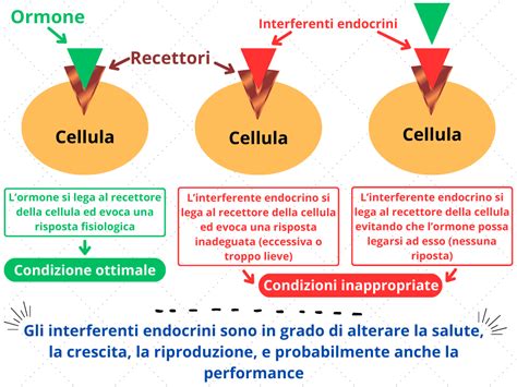 Schema che illustra le fonti di interferenti endocrini e i loro effetti sul sistema riproduttivo