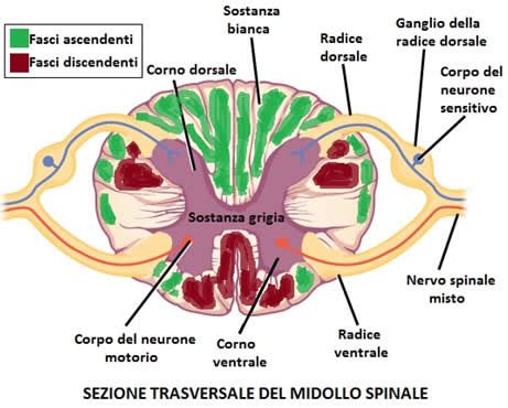 rappresentazione neuroni e trasmissione impulso prurito al midollo spinale