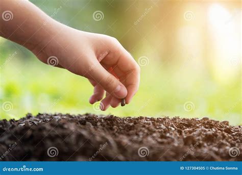 Dettaglio di mani che piantano semi in un orto didattico curato