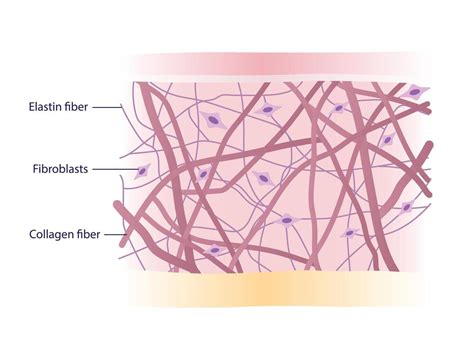 Anatomia microscopica delle fibre di collagene ed elastina nel derma