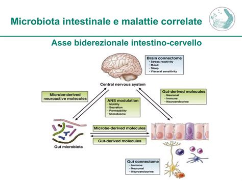 illustrazione dell'asse intestino-cervello e microbiota