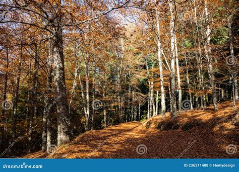 paesaggio boschivo italiano autunnale con funghi