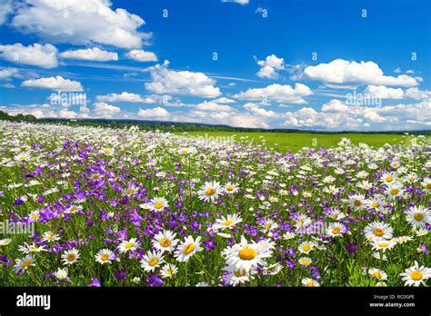 fiori di iris e viola in un prato primaverile