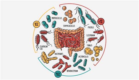 schema sviluppo microbiota intestinale