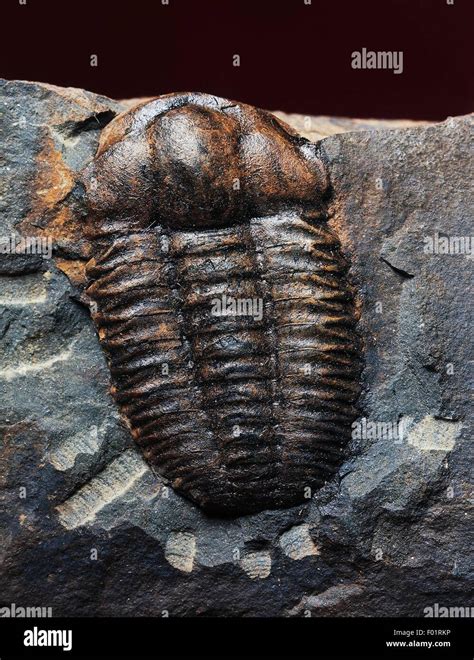 calco fossile di un trilobite