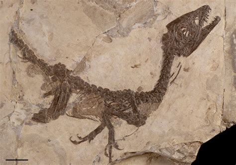 fossile di Ciro con organi interni