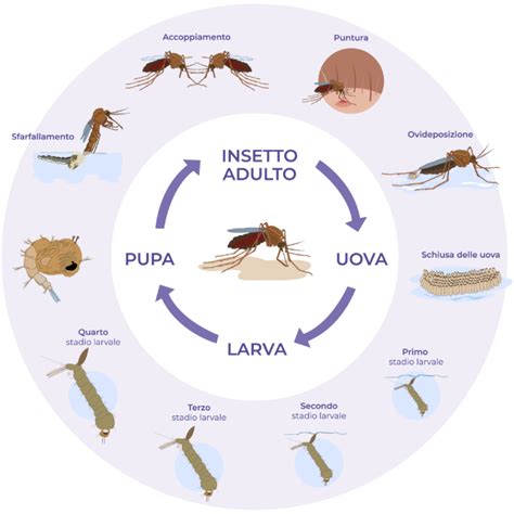 Ciclo di vita della zanzara e punti di controllo