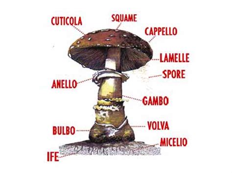 confronto visivo tra un fungo nel suo stadio di ovolo e la struttura biologica di un ovulo vegetale