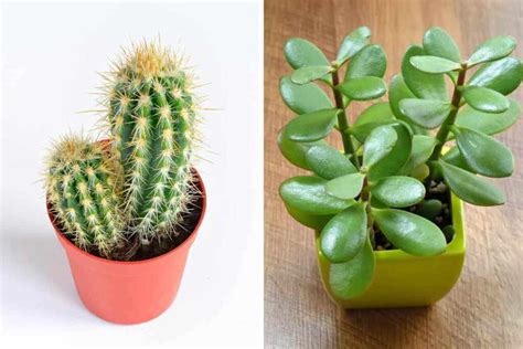 Cactus e piante succulente