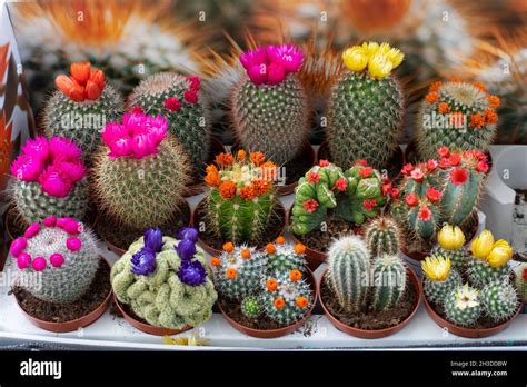Diversi tipi di cactus e succulente