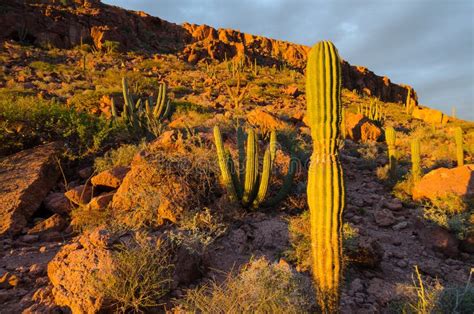 Cactus nel deserto