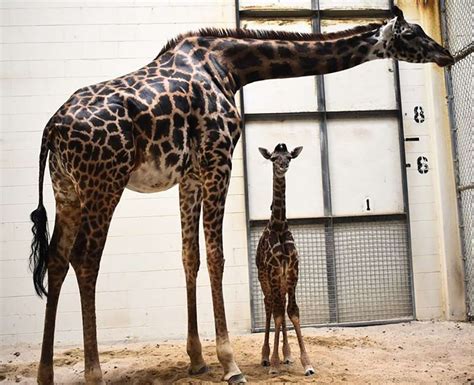 Giraffa incinta