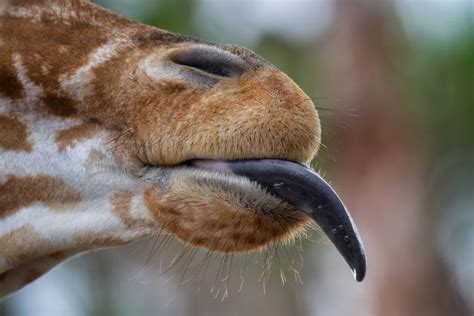Giraffa con lingua estesa