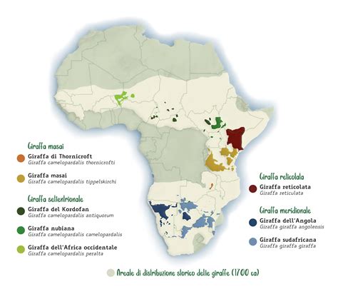 Mappa distribuzione sottospecie giraffe