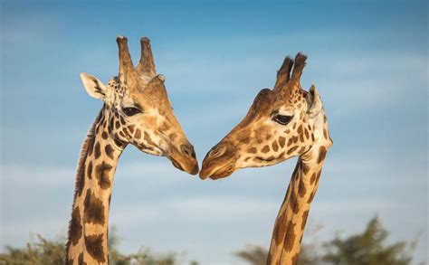 Giraffe in pericolo di estinzione