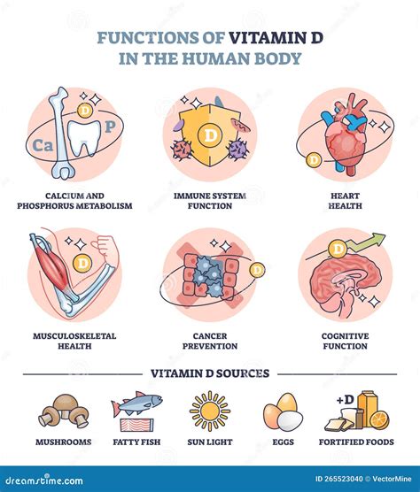 schema delle funzioni della vitamina D nel corpo umano