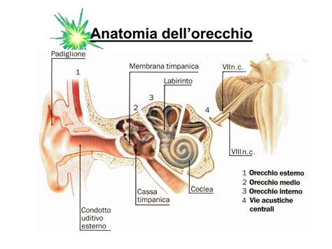 anatomia dell'orecchio esterno e aree di applicazione del farmaco