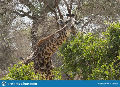 una giraffa che si nutre tra gli alberi di acacia della savana