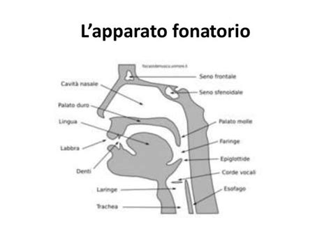 rappresentazione anatomica semplificata dell'apparato fonatorio umano