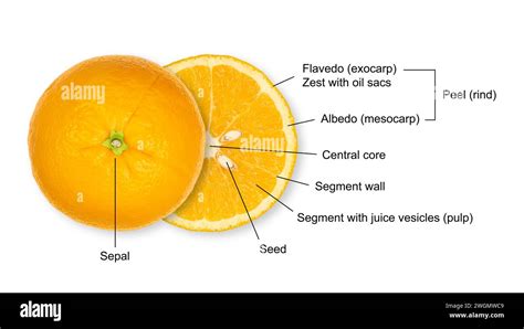 schema grafico didattico che mostra le sezioni interne di un'arancia con i nomi delle parti