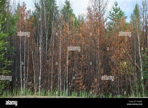 Vegetazione bruciata dopo un incendio boschivo