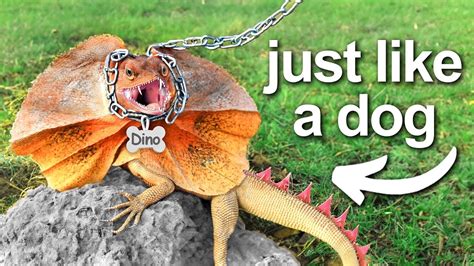 Dino the Dinosaur Pet