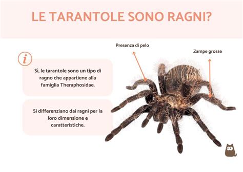 Morfologia dettagliata di un ragno