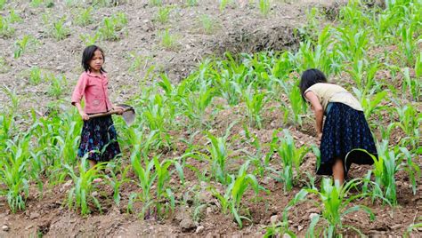 Bambine che lavorano in un campo