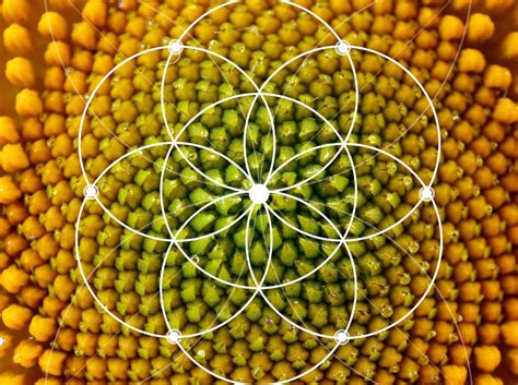 Spirale di Fibonacci nel girasole