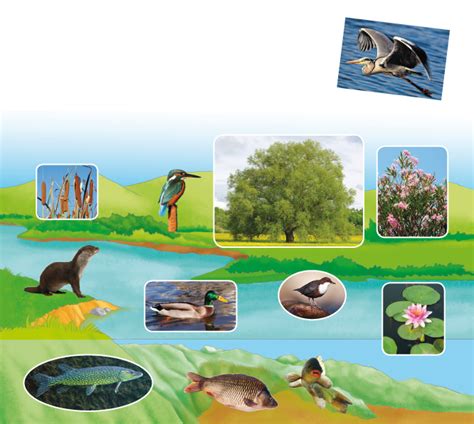 Flora e fauna tipica del fiume Po