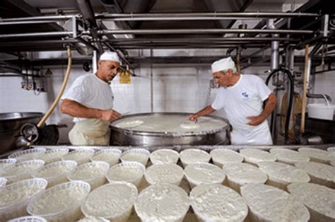 Produzione artigianale della ricotta in un ambiente rurale