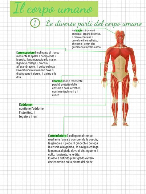 infografica delle parti del corpo umano