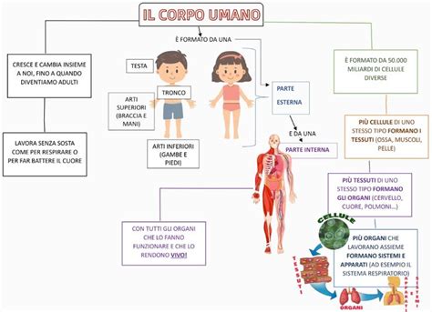 mappa concettuale del corpo umano