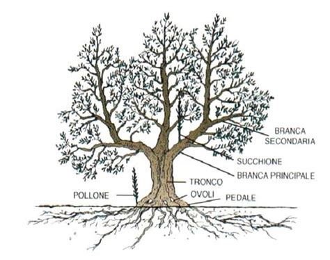 schema del trapianto della giovane piantina di olivo in un vaso più grande
