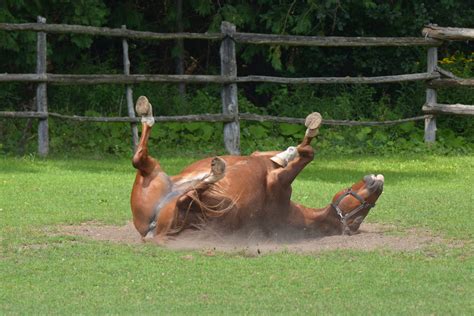 cavallo con colica